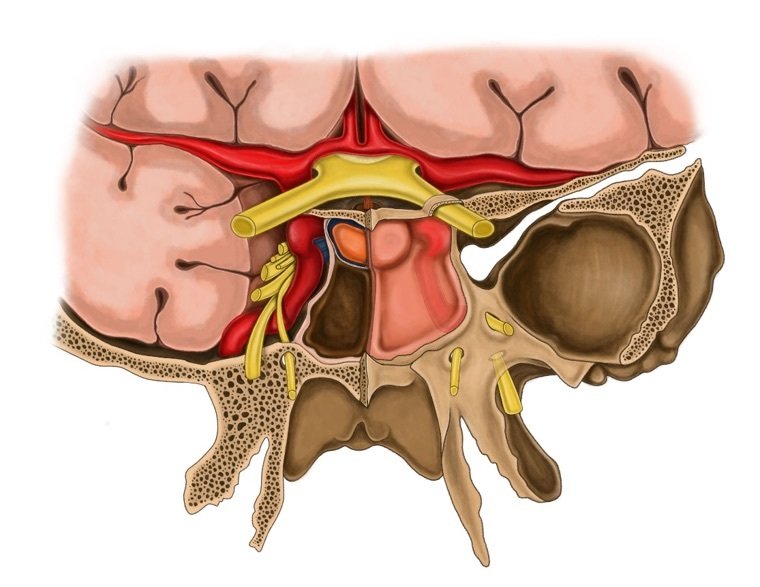Pituitary and Sellar Anatomy 2